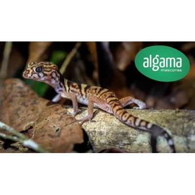 Gecko Leopardo de Costa Rica - Coleonyx mitratus